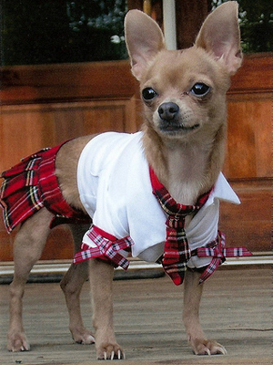 Illustration for article titled The 40 Sluttiest Dog Halloween Costumes